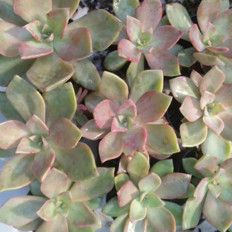 Echeveria sp.