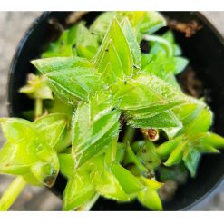 Crassula capitella ssp. Thyrsiflora