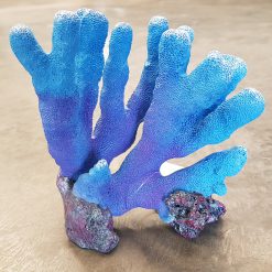 Copi Coral Porites