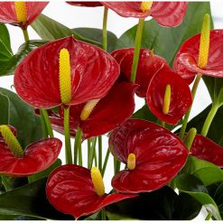 Anthurium
