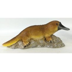Platypus on Rock