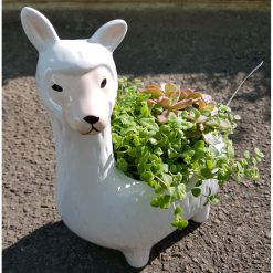 Llama Planter