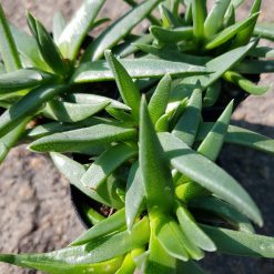 Bergeranthus multiceps