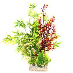 Giant Calypso Plant 36cm