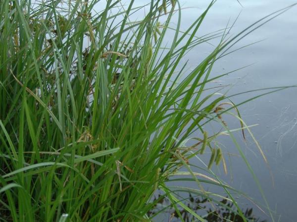 Carex fascicularis