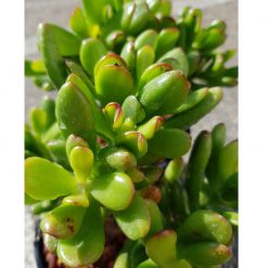 Crassula ovata "Hobbit"