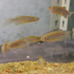Zebra Danio