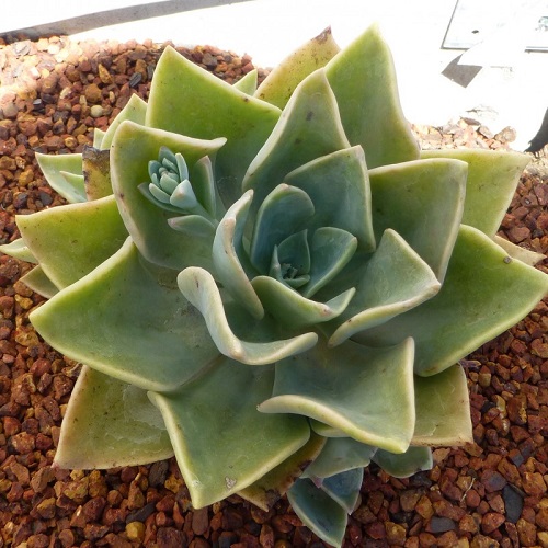 Echeveria sp.