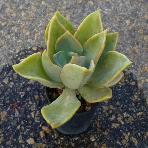 Echeveria sp.