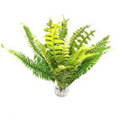 Fern Plant 40cm