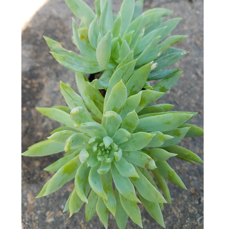 Graptoveria Fanfare