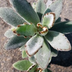 Kalanchoe tomentosa "Quicksilver"