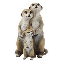 Meerkats
