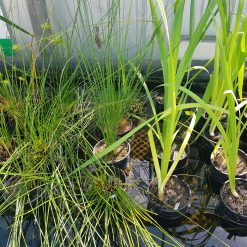 Marginal Pond Plants