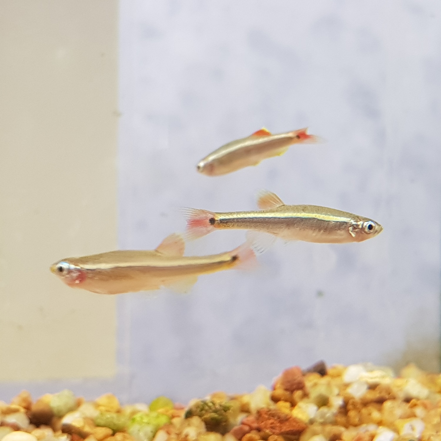 White Cloud Mountain Minnows - Silver