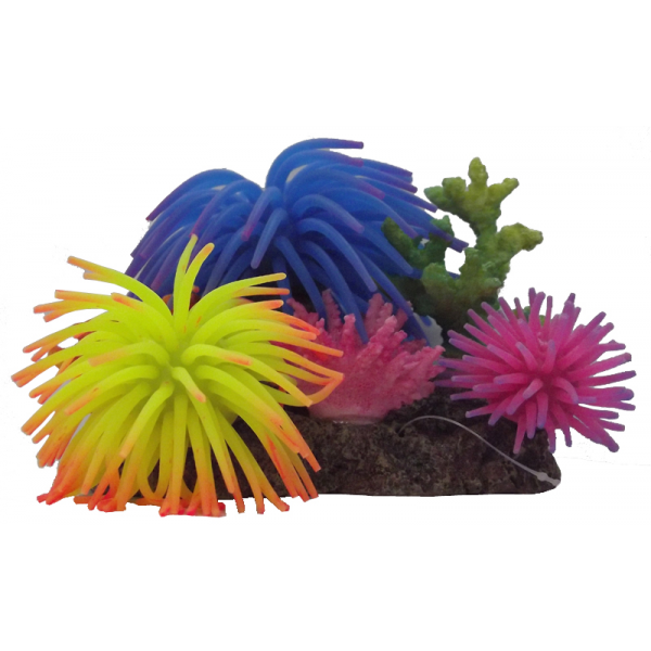 Anemone Garden