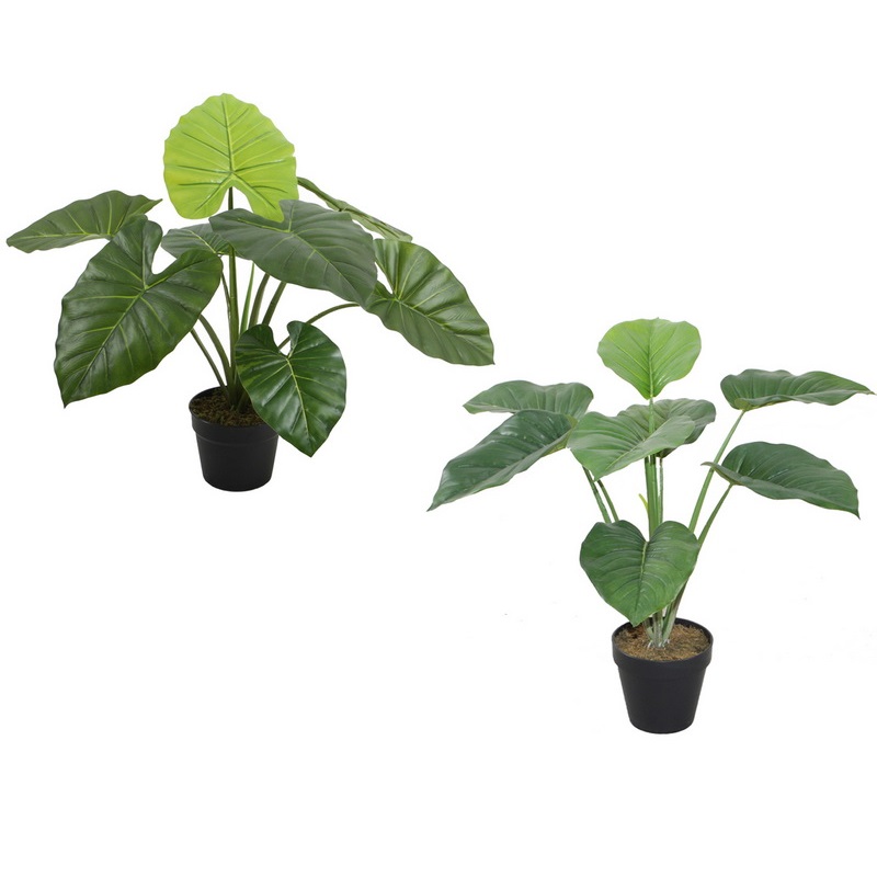 Pothos / Taro Plant in Pot