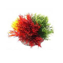 Fiesta Moss 12cm