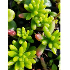 Sedum rubrotinctum