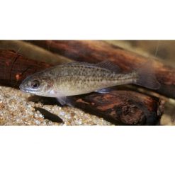 Silver Perch Fingerlings