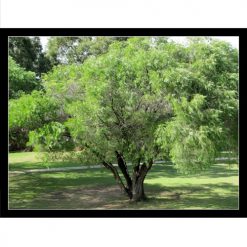 Agonis flexuosa