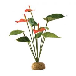 Flowering Anthurium Plant 29cm