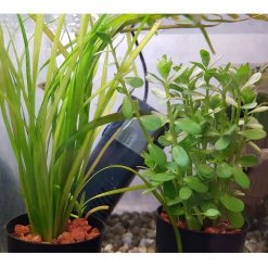 Aquarium Plants