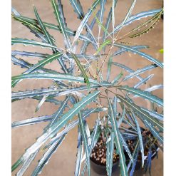 Aralia Elengantissima