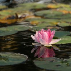 Waterlilies & Submerged Plants