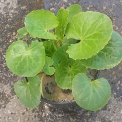 Centella / Gotu Kola
