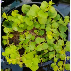 Golden Moneywort