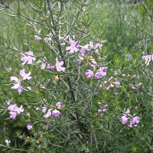 Westringia fruticosa