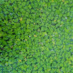 Duckweed