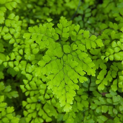 Maidenhair Fern