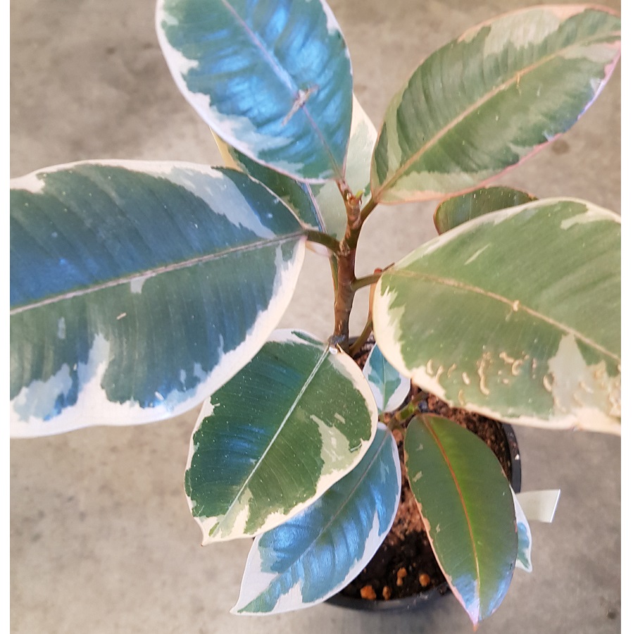 Ficus elastica