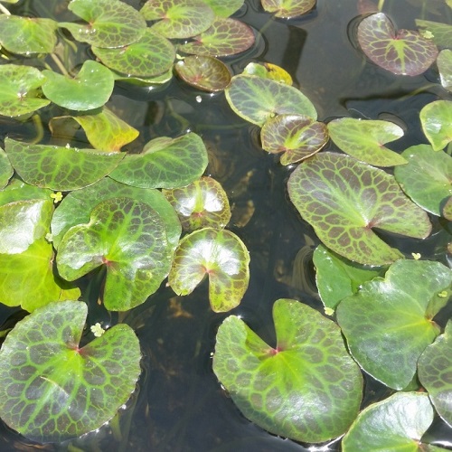 Water Fringe Lily