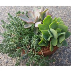 Miniature Succulents Gift Pot