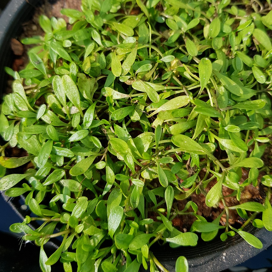 Glossostigima elatinoides