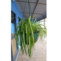 Hanging Basket Indoor/Outdoor Plants