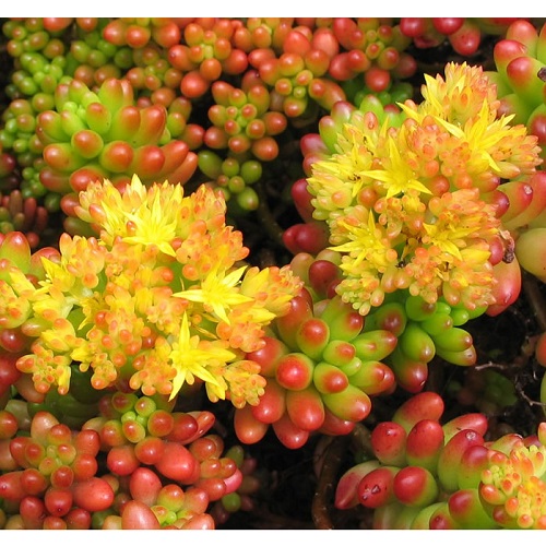Sedum rubrotinctum