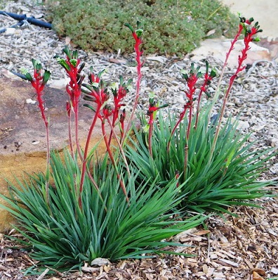 Kangaroo Paw - Anigozanthos sp.