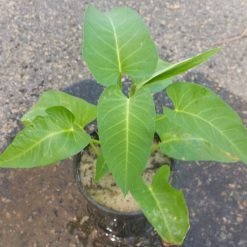 Kang Kong (Water Spinach)