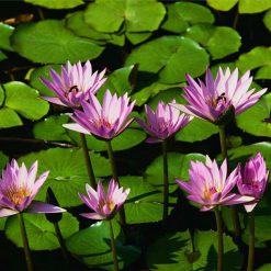 Waterlily Tropical