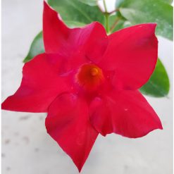 Mandevilla - Red Climber
