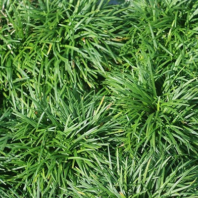 Mondo Grass