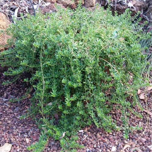 Myoporum parvifolium 