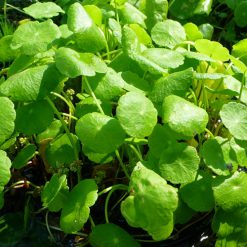 Pennywort
