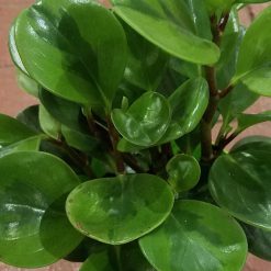 Peperomia