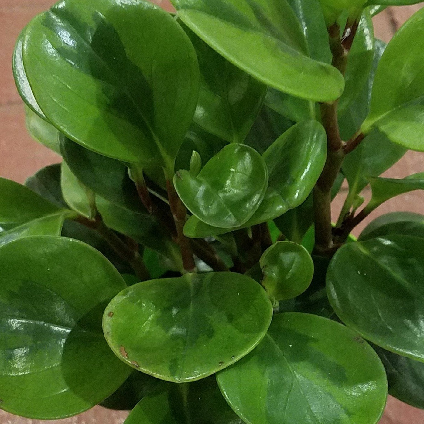 Peperomia