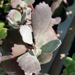 Kalanchoe pumila 'Quicksilver'